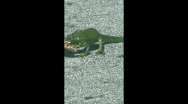Downtown Iguana Eats A Burrito