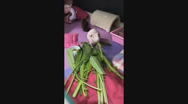 Exotic Guinea Pig Quickly Devours Vegetables