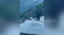 Horses fighting on road hold up traffic in Tibet