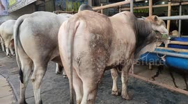 Mall Hewan Qurban H Doni Ready Sapi Dari Mulai Harga 17 Juta