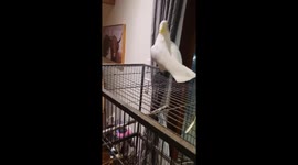 Praying Mantis Jumps On Parrot's Neck