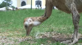 Austria: Keepers With Power Drill Helped Adorable Ostrich Chicks Hatch