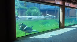 A Memphis Zoo team member takes a dips into the Zambezi RIver Hippo Camp to wash the windows