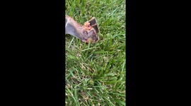 Brave mother bat clings to her babies after blue jay attack