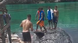 Sperm whale found dead in Raja Ampat sea
