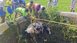 The fire department rescued a cow that fell into an agricultural well near Kudiattam after about an hour of fighting with the help of the public.