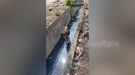 India: Social worker rescued a cow in drain