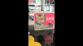Pet cat pokes its head from beer box with lion mascot