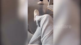Cat sits cross-legged like a human