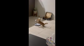 Improbable playground: Tiny scratch post unleashes epic feline frolics