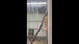 Golden monkeys with opposite emotions seen in zoo in China
