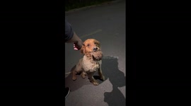 Golden Retriever carries hedgehog in its mouth
