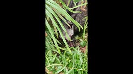 Terrified Asian Civet Cat Trapped in our Back Yard