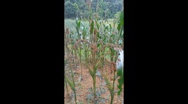Crop fields left barren after swarms containing millions of locusts attack in Vietnam