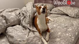 Basenji takes center stage in the cozy confines of the bedroom