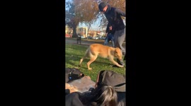 Playful pooch persistently pursues leg play