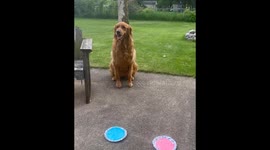Golden retriever's cupcake gender reveal