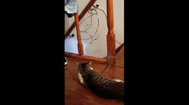 Stealthy cat stairway surprise: video captures feline shenanigans