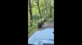 Mother bear and cubs cross road in Cades Cove