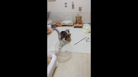 Cat and rabbit playtime: cat snuggles in goldfish bowl