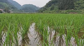 China: Rice in Farmland in Guizhou