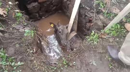 Cow rescued from septic tank by fire officials in southern India