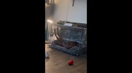 Adorable Irish Setter shows how to relax in style while enjoying crate-training