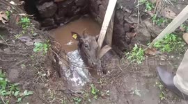 India: Cow rescued from septic tank rescued
