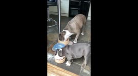 Mummy & puppy bulldog dinner time. Who can eat the fastest. Love a bulldog