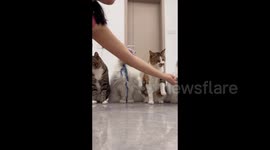 China: Cats with a Human Touch