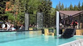 Dog swim race: one jumps in, one stays put in 79°F Vail heat