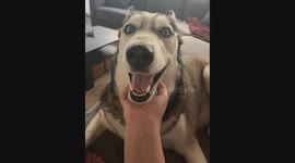Don't Stop The Scratches