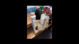 Black Cat Tumbles Into Cat-Themed Bag
