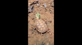 Speed or Determination? Praying Mantis vs Baby Tortoise