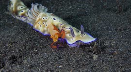 Emperor Shrimps Ride Nudibranch