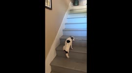 Elderly Dog Needs Her Beauty Rest