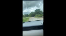 Foxhounds on the prowl in the Cotswolds in Oxfordshire England