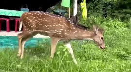 Friendly deer visits restaurant almost daily to trim their grass