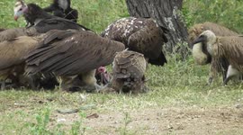 What a Sighting? Different Vulture Species Destroy Spotted Hyena Carcass