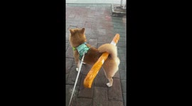 Shiba Inu uses tail to hold master's package
