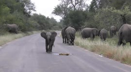 Young Elephant herd with lots of playful babies crossing the road