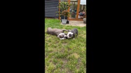 Bulldog love. Mummy teaching her boy who’s boss. Love a bulldog