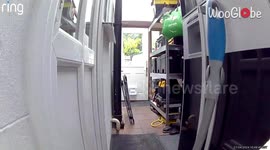 Claws vs. wings: House cat's backyard hunting mission gets clipped