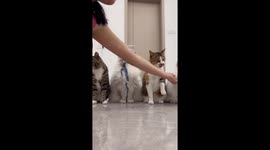 Four cats take turns shaking hands with their owner