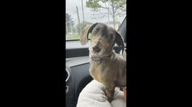 Wiener dog's cheese dream comes true at his grandparents' place