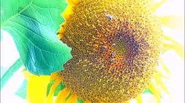 China: Sunflowers Bloom to Attract Bees in Yichang