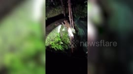 Longer Version_Leopard rescued from deep well in southern India