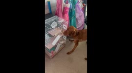 Unlikely friendship between hamster and dog smells of pure cuteness