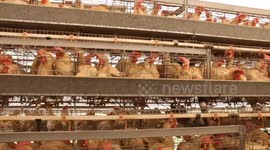 Mexico: WHO reports world's first human death from bird flu in Mexico