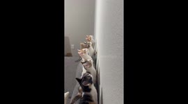 Foster kittens join forces to catch a moth, racking up 4.2 million views on TikTok